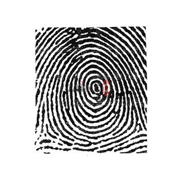 Fingerprint Whorl Model
