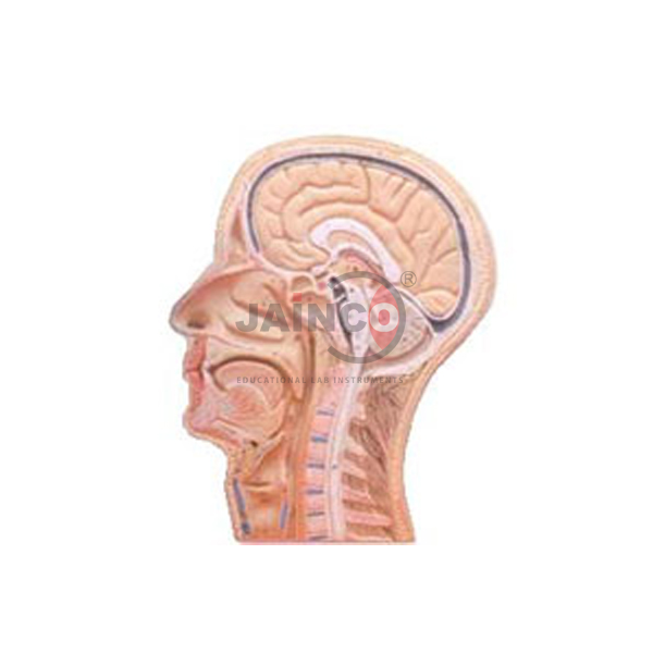 Human Head &amp; Neck L.S. Model