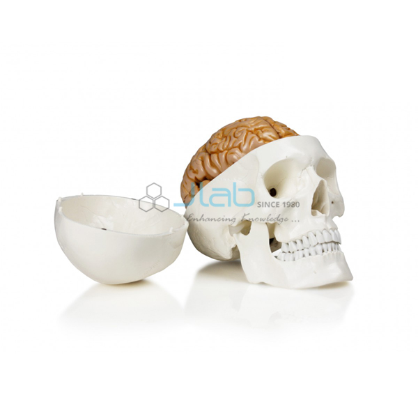 Human Skull with Brain