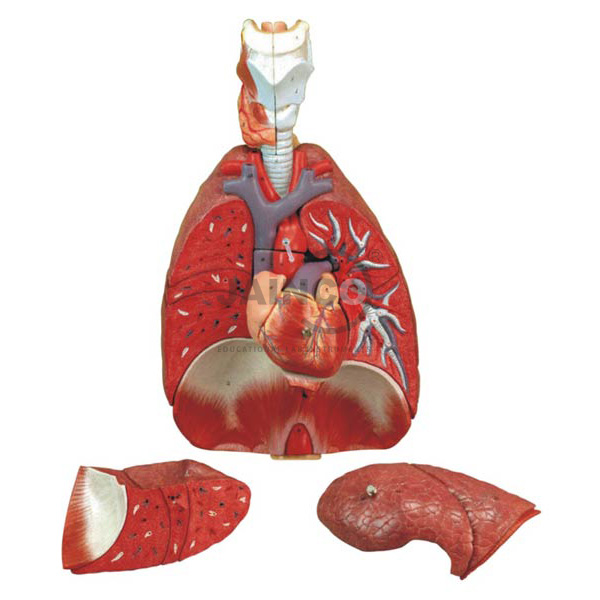 Human Lungs Model