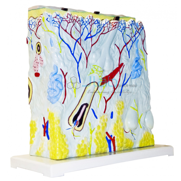 Human Scalp Skin Section Model