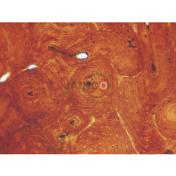 Basic Histology Slide Set