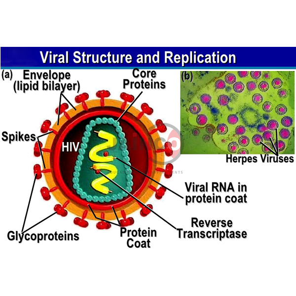 Structure and Replication of Herpes Virus Model