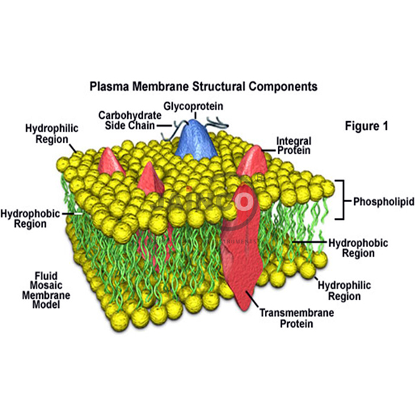 Multiple Proteins Model