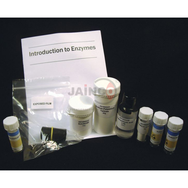 Introduction To Enzymes