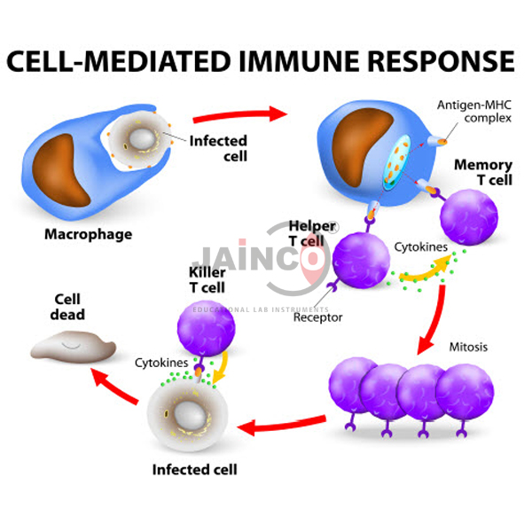 Cell Mediated Immune Response Model