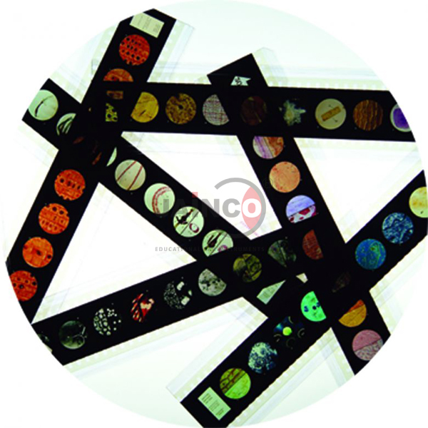 The Leaf of a Flowering Plant Microslide
