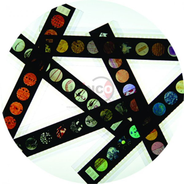 The Senses Microslide