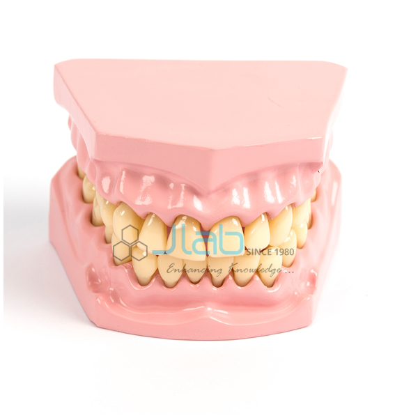Dental Model Small