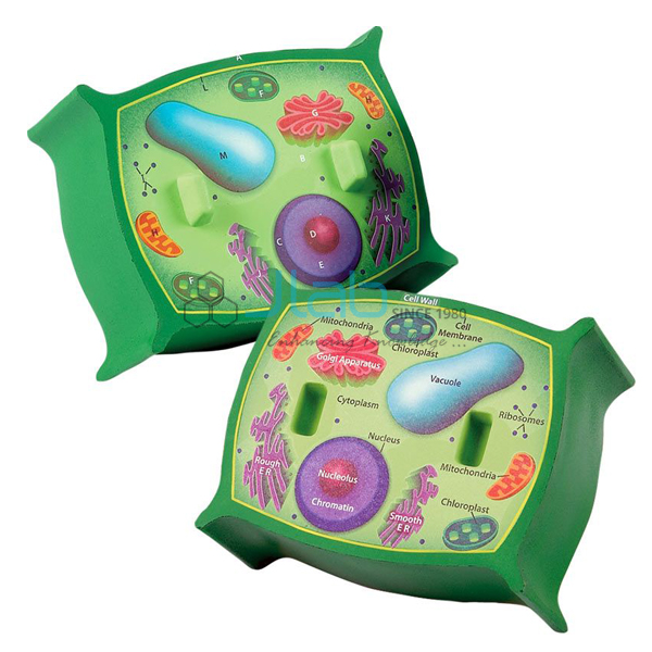 Plant Cell