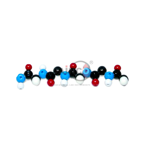 Polypeptide Molecular Model Kit