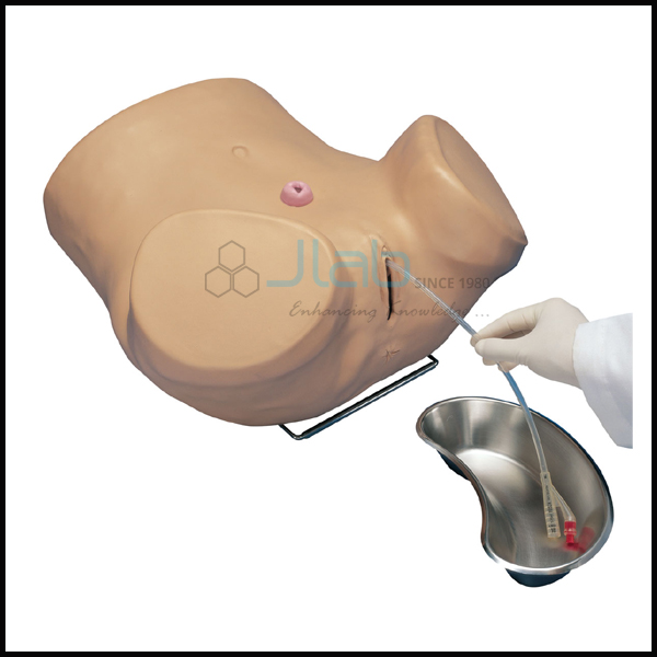 Female Catheterization Training Simulator