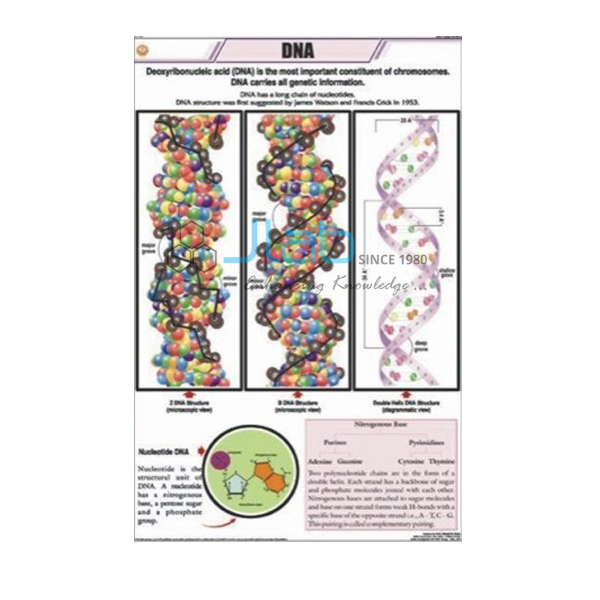 DNA