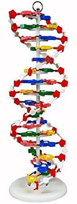 DNA Model