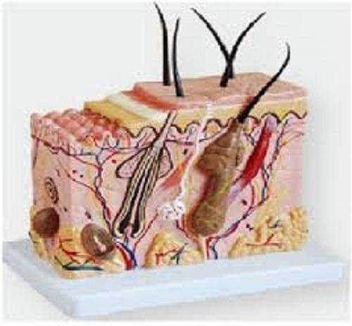 Skin Block Model