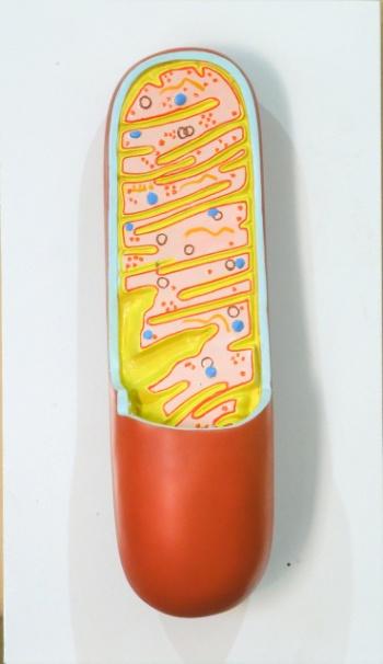 Mitochondrion Model