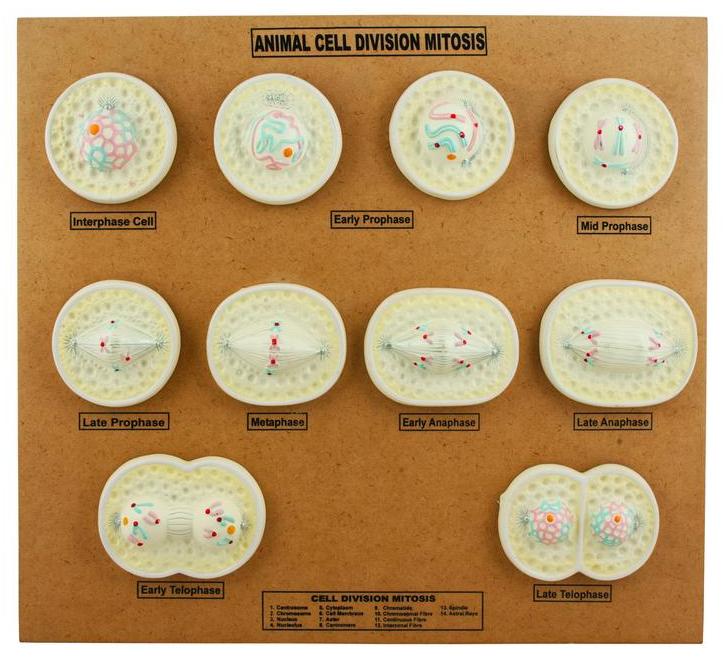 Animal Mitosis Model