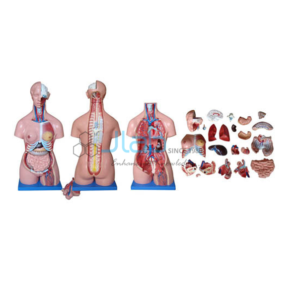 Human Torso (Unisex)