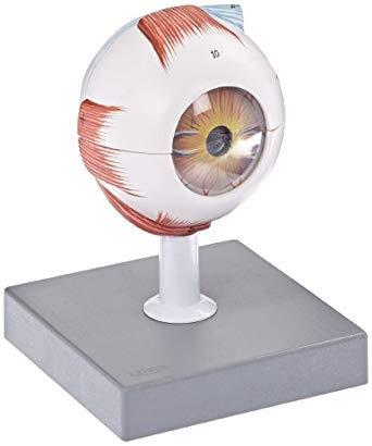 Human Eye Model