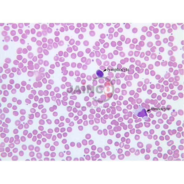 Human Blood Prepared Slide