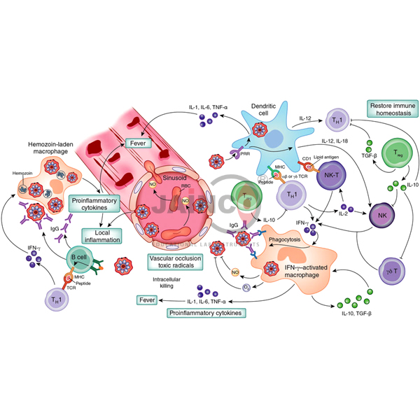 Induction of Immune Response Model
