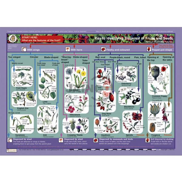 Key to Identifying Dispersal of Fruits and Seeds