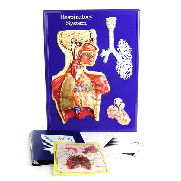 Respiratory System Model