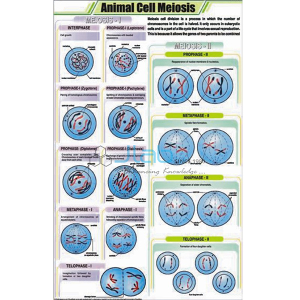 Animal Cell Meiosis Chart