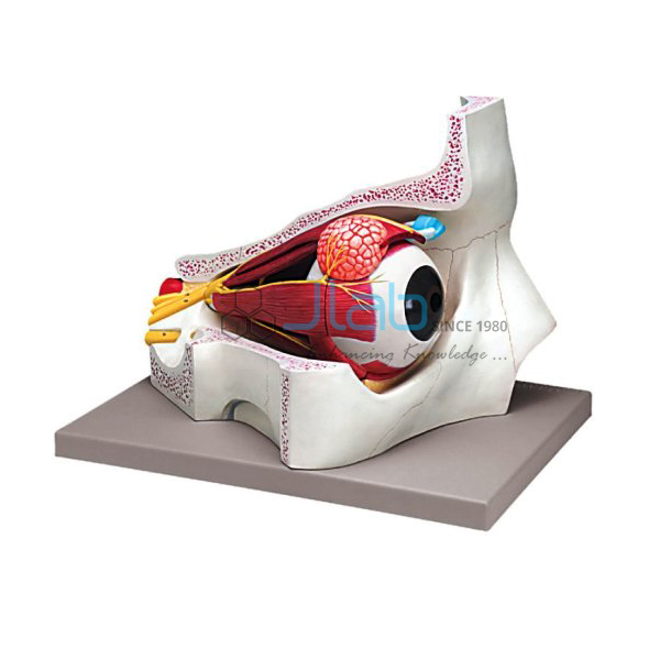Eye in Bony Orbit