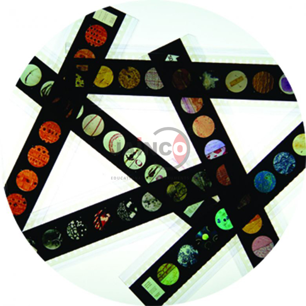 The Plant Kingdom Microslide Lesson Set