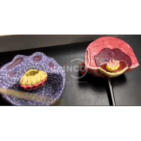 Embryo Model on Board Model