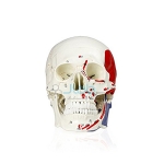 Human Skull with Markings, Muscles and Sutures