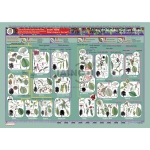 Key to Identifying Trees and Shrubs