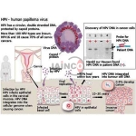 Life Cycle of Papilloma Virus Model