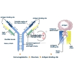Immunoglobulin Structure and Functions Model
