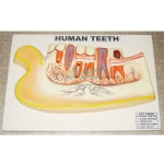 Human Tooth Model