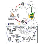 Life Cycle of Cryptosporidium Model