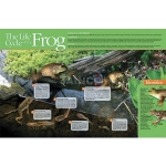 Life cycle of a Frog Poster