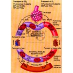 Haemoglobin Model