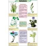 Hydrophytes Chart