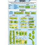 Spirogyra Chart
