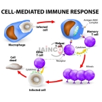 Cell Mediated Immune Response Model