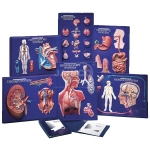Human Body System Model