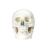 Life Size Human Skull