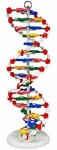 DNA Model