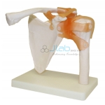 Shoulder Joint Model