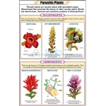 Parasitic Plants Chart