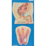 Human Reproductive System Male Model