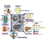 Biological Molecules Model
