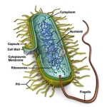 Bacteria Structure Model